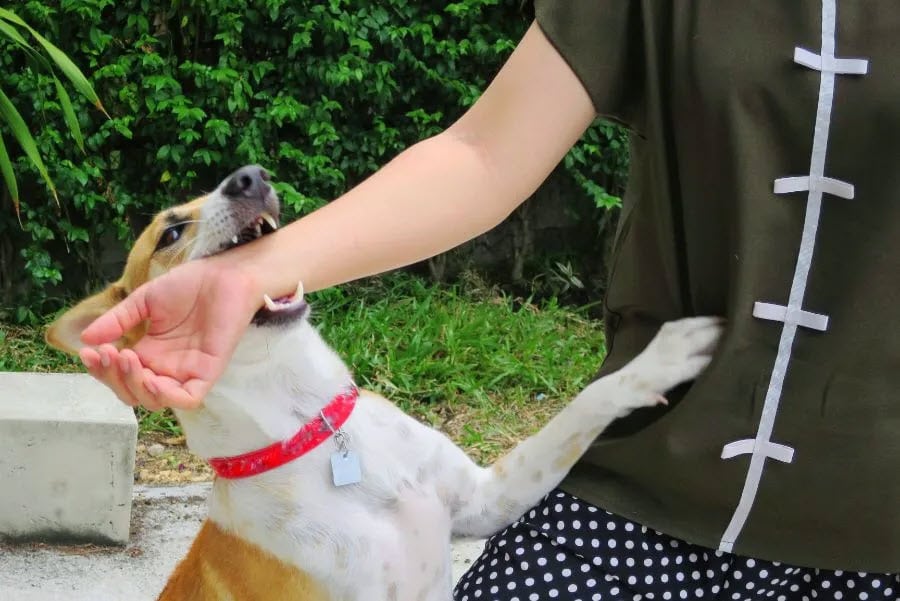 Dog Bite Attorney